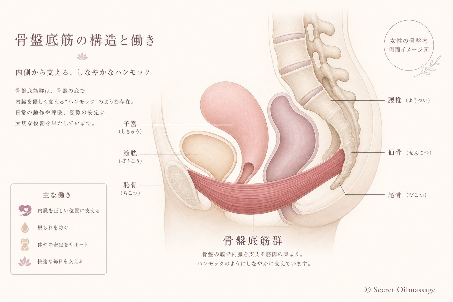骨盤底筋の構造と働き｜側面から見た骨盤内臓器とハンモック構造のイメージ図
