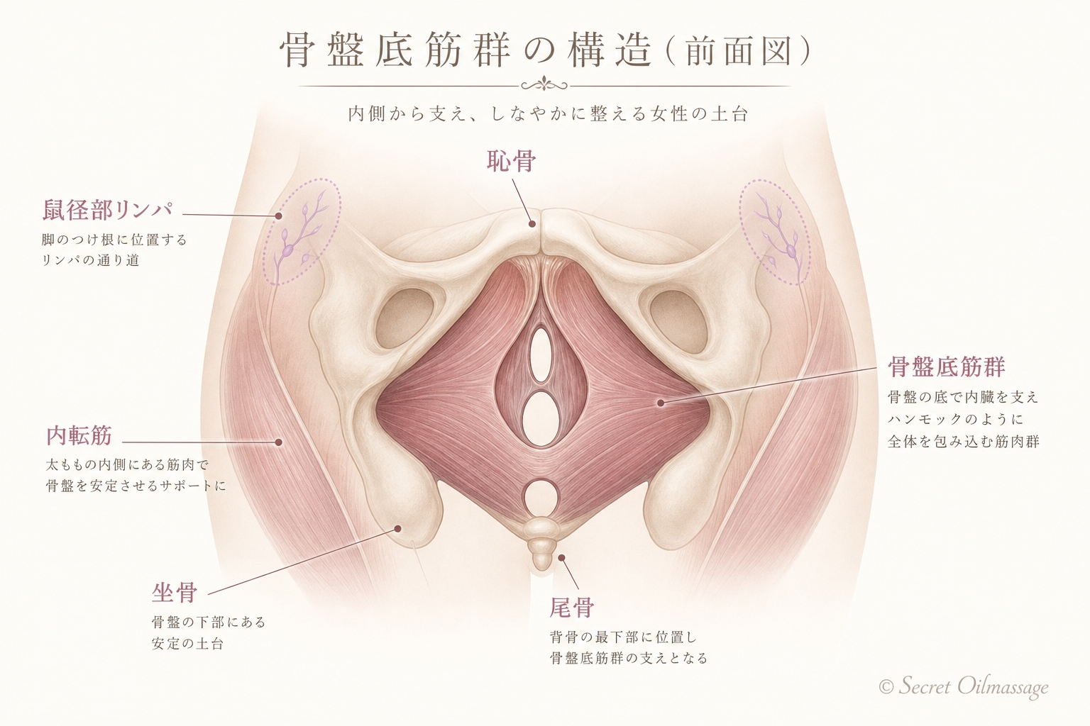 骨盤底筋群の構造 前面図｜恥骨・坐骨・尾骨・内転筋・鼠径部リンパの位置関係